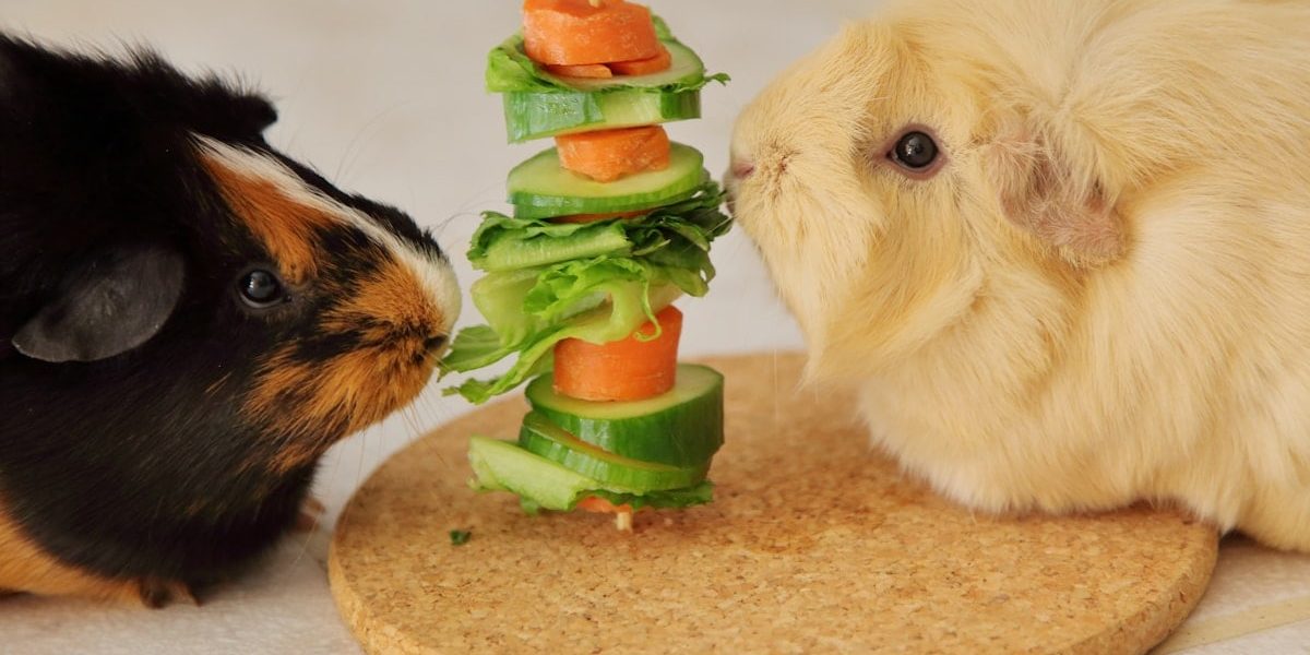 Two guinea pigs eating vegetables.