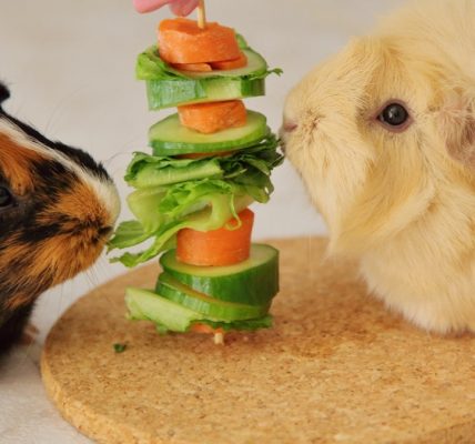 Two guinea pigs eating vegetables.