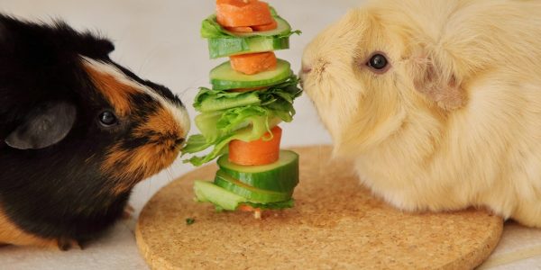 Two guinea pigs eating vegetables.