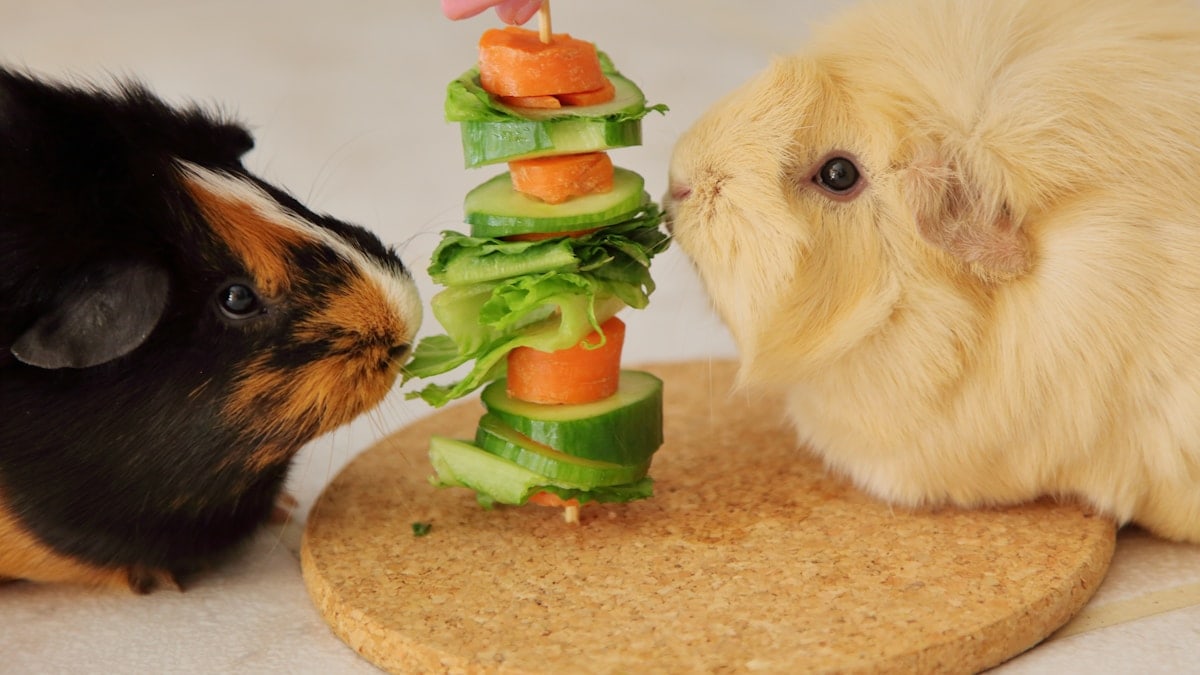 Two guinea pigs eating vegetables.